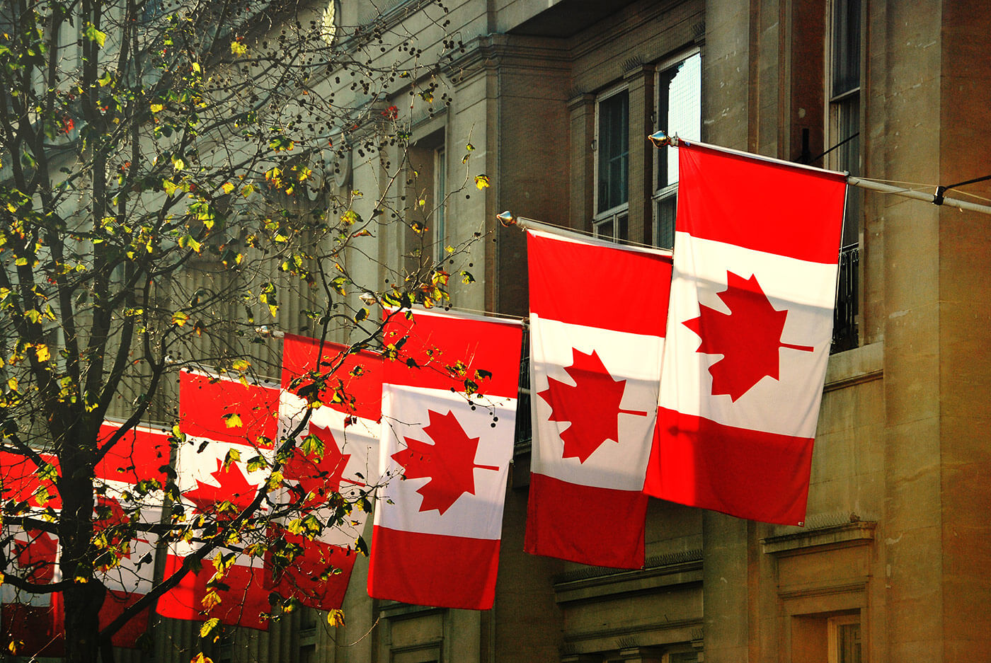 Canadian flags